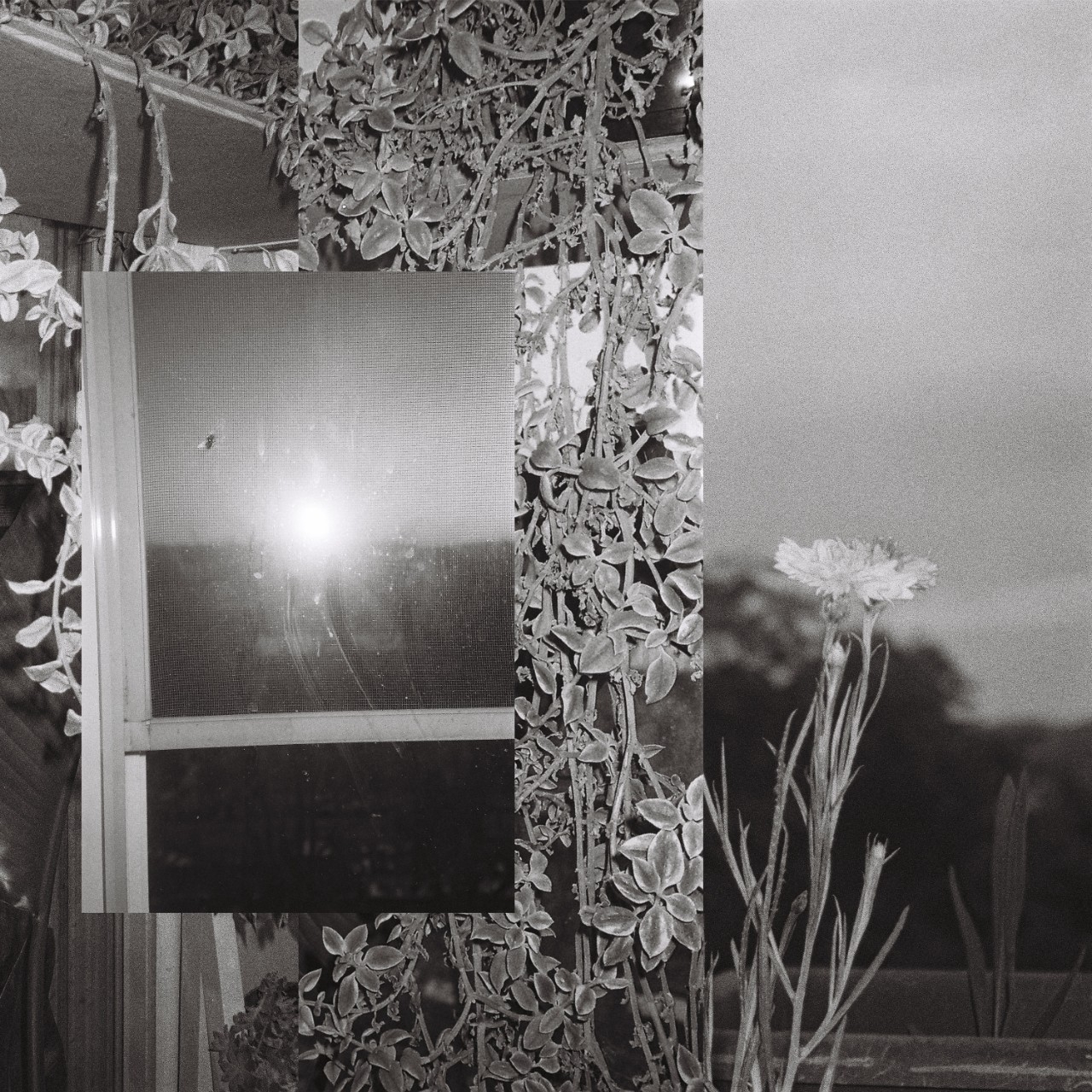 Black and white photograph of landscape