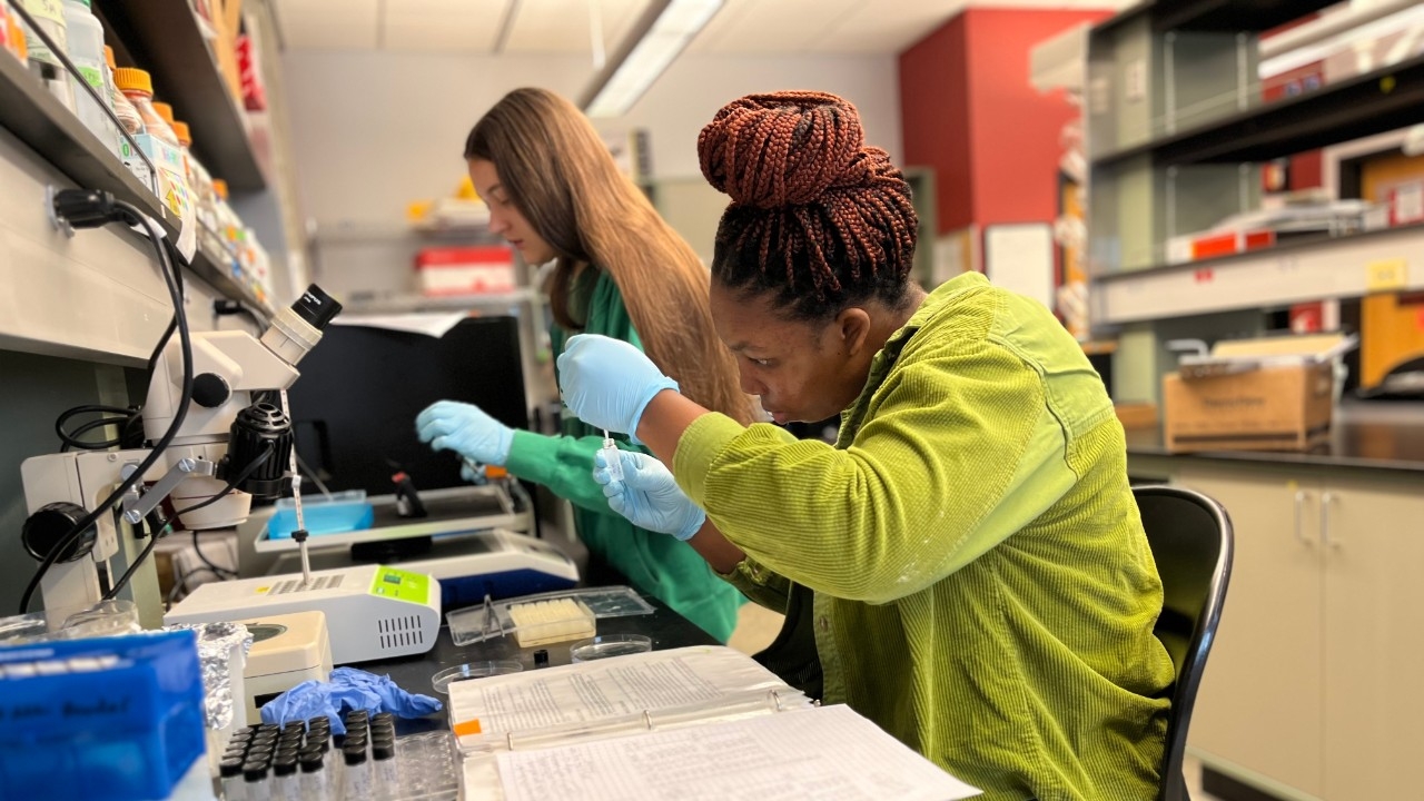 Biology majors wearing protective gloves use pipettes to put samples in viles.