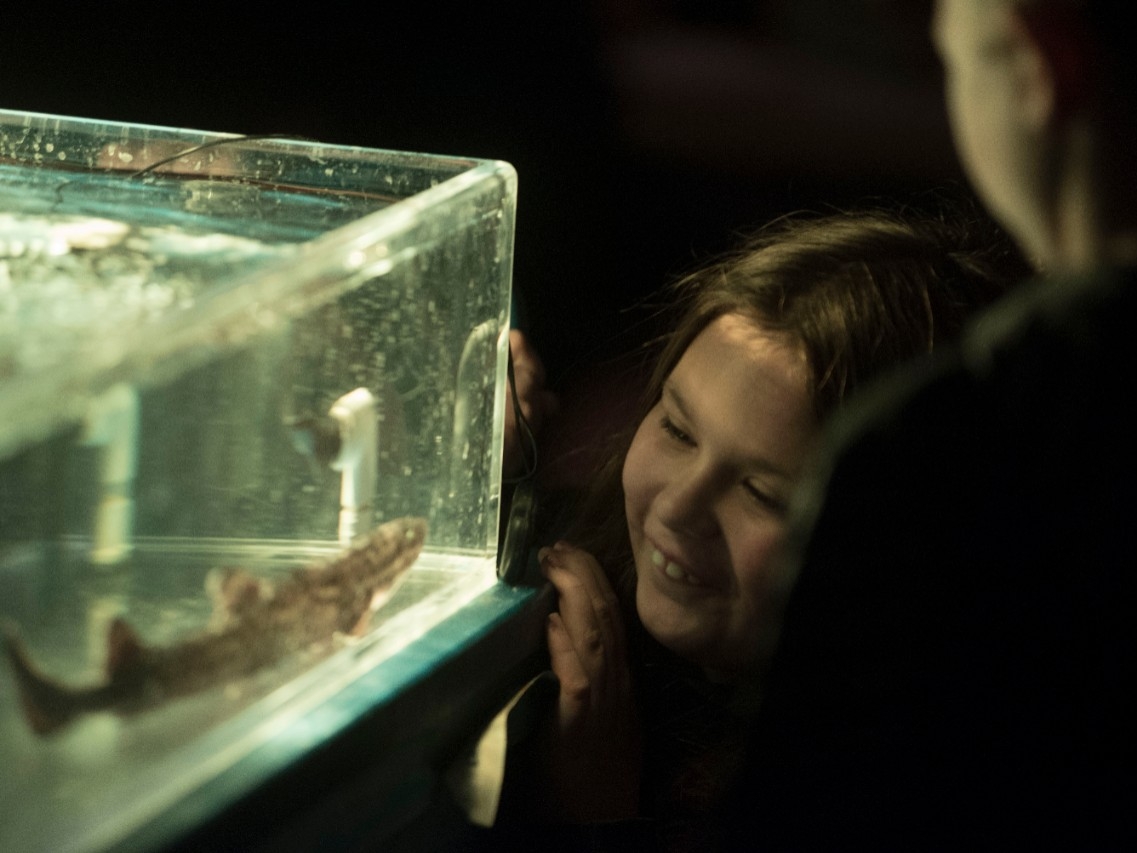 Elementary student smiling at a shark in a tank at Elementary STEM Day