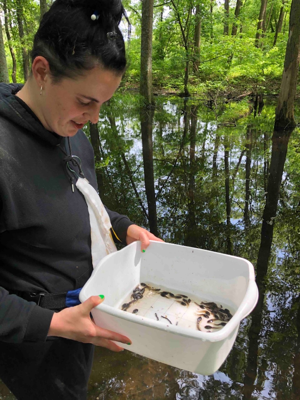 Tadpole sampling A student examines tadpoles in a bucket at NKU REFS.