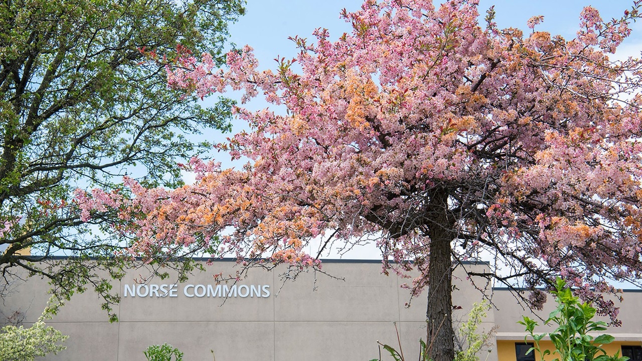 Norse Commons