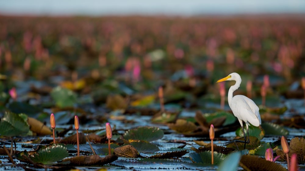 Intermediate Egret or Plumed Egret in wetlands Thale Noi, one of the country's largest wetlands covering Phatthalung, Nakhon Si Thammarat and Songkhla ,South of THAILAND. Intermediate Egret or Plumed Egret in wetlands Thale Noi, one of the country's largest wetlands covering